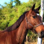 cantarella-b-jmen-08-19